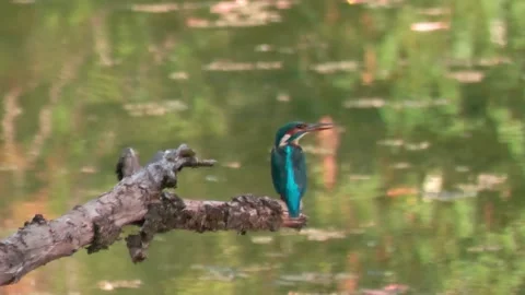 Close-up of kingfisher perched on large dead branch in summer Stock Footage 314763343