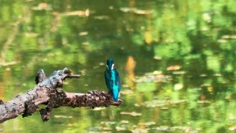 Close-up of kingfisher perched on large dead branch in summer Stock Footage 314763349