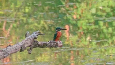 Close-up of kingfisher perched on large dead branch in summer Stock Footage 314763378