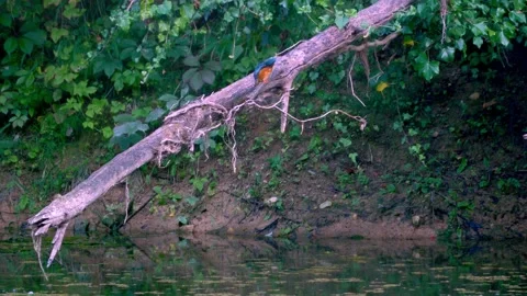 Close-Up of Kingfisher Preening Feathers Above River Vídeos de archivo 314486198
