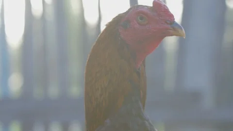 Close up of a kitchen Video stock 128142653