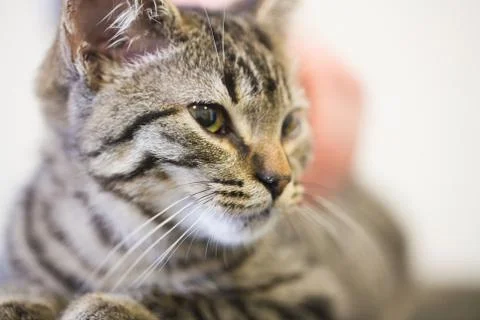 Close-up of kitten in clinic 스톡 사진