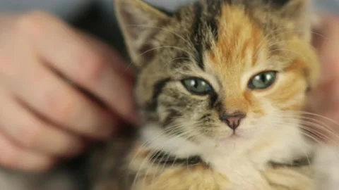 Close-up kitten face tabby gray ginger multicolored cat portrait big blue eyes Stock Footage 167372620