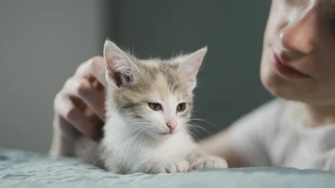 Close up kitten falling asleep in hands of owner. striped domestic kitty lying Stock-Footage 162876182