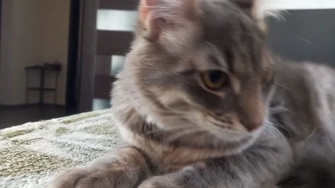 Close-up of  kitten Stock Footage 151333480