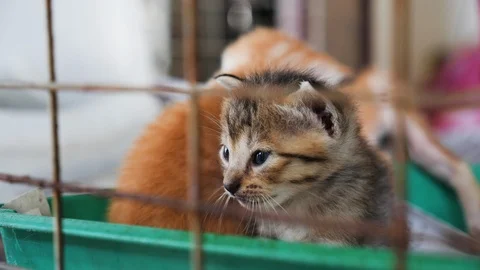 Close up of kitten looking out of the cage and meowing, George Town, Malaysia Stock Footage 146551956