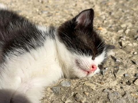 Close-up of kitten lying on the ground 스톡 사진