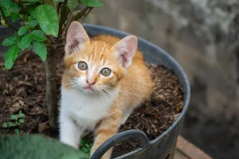 Close-up of kitten or small cat sitting in flower pot. Stock Photos