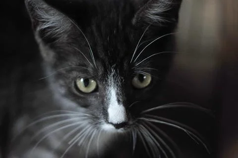 Close up of a kitten Stock Photos