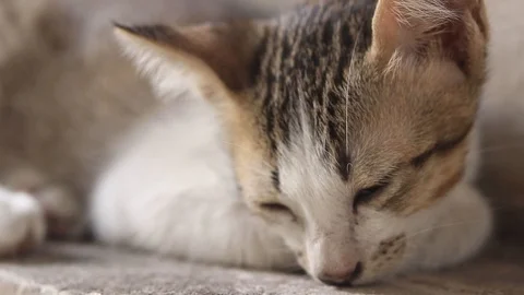 Close up of kitten stray cat sleeping  Vídeo Stock 107306551