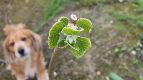 Close up of a kiwi cutting sprouting leaves with a pet dog watching in the g Video stock 333934815
