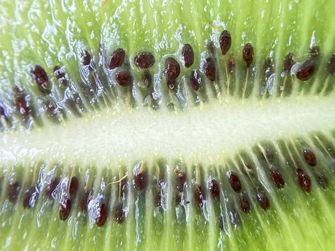 Close-up of kiwi fruit background (4) Stock Photos