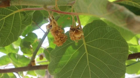 Close up of kiwi fruit blossom drying after pollination on vine Vídeo Stock 341707703