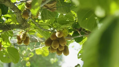 Close-up of kiwi fruit hanging on branches in the sunlight. Montenegro. Stock Footage 320544034