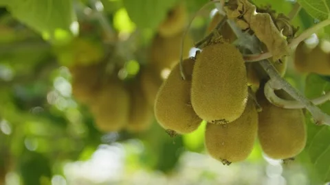 Close-up of kiwi fruit hanging on branches in the sunlight. Montenegro. Video stock 320544205