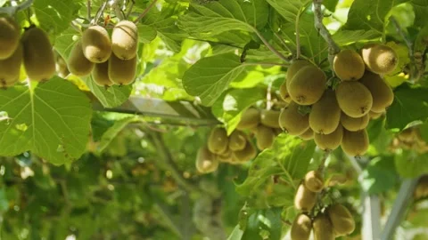 Close-up of kiwi fruit hanging on branches in the sunlight. Montenegro. Video stock 320544382