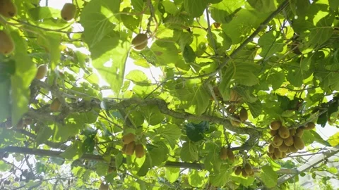Close-up of kiwi fruit hanging on branches in the sunlight. Montenegro. Video stock 320544663