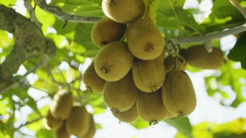 Close-up of kiwi fruit hanging on a vine in the sunlight. Montenegro. Stock-Footage 320544046