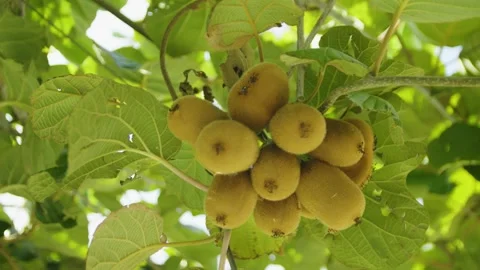 Close-up of kiwi fruit hanging on a vine in the sunlight. Montenegro. Video stock 320544225