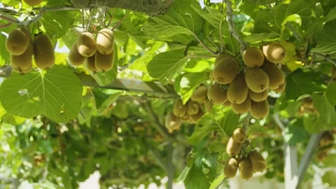 Close-up of kiwi fruit hanging on vines in the sunlight. Montenegro. Stock Footage 320544514