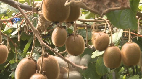 Close up of kiwifruit pickers hands Stock Footage 2104125