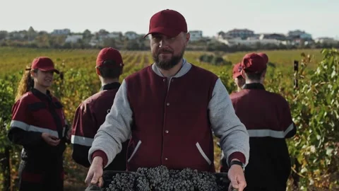 Close-knit team of grape pickers stands in a field on a grape terroir during Stock Footage 270065145