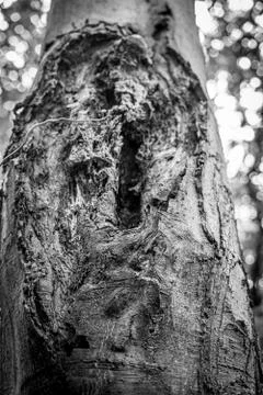 A Close Up Of A Knot In A Tree Stump Stock Photos