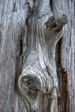 Close up of knotted dead tree trunk Stock Photos