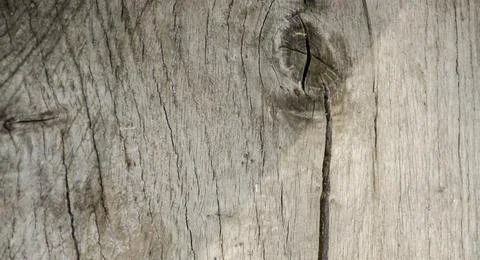 Close up of knotted dead tree trunk Stock Photos