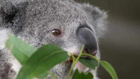 Close-Up of Koala Bear eating a gum tree leaf in Australia Stock Footage