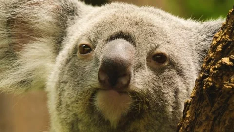 Close up of Koala bear Stock Footage 255705274