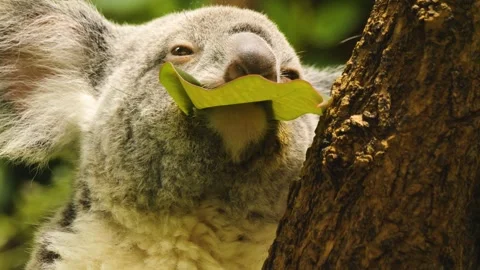 Close up of Koala bear Stock Footage 255705335