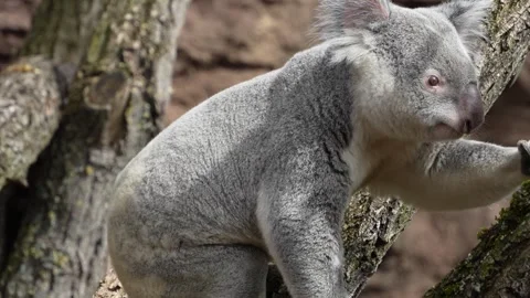 Close up of a Koala bear Stock Footage 269685157