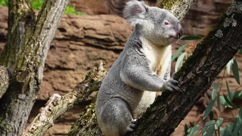 Close up of koala bear Stock Footage 269706610