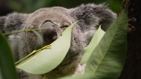 Close up of a Koala bear Stock Footage 272826774