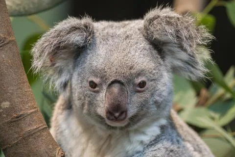 Close-up of a koala bear Stock Photos