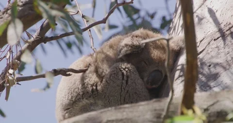 Close Up Of Koala Bear, Sleeping Vídeos de archivo 329952866