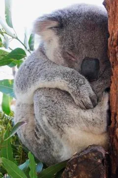 Close-up of koala bear sleeping at rescue hospital in Port Macquarie in New Stock Photos