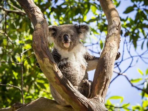 Close up of koala bear in tree Stock Photos