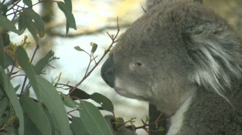 Close up of koala eating eucalyptus leaves Video stock 529625