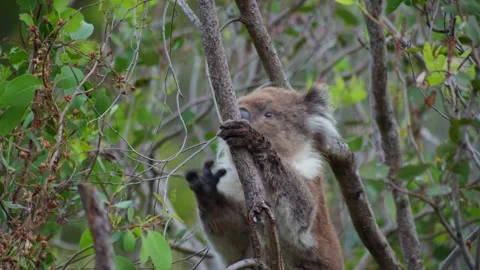 Close Up of Koala Eating Leafs in Tree Видео 303020850