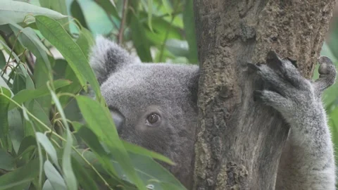 Close-up of a koala gripping tree trunk, surrounded by green eucalyptus foliage 스톡 동영상 338010662