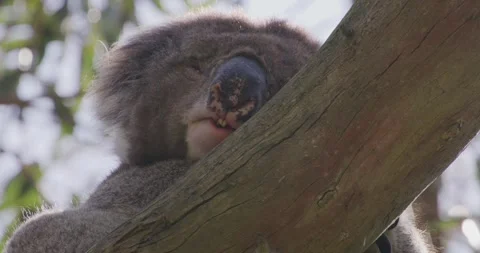 Close Up Of Koala Head, Sleeping Vídeo Stock 329954509