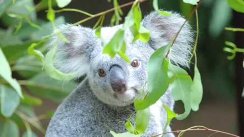 Close Up of a Koala Looking Through Eucalyptus Leaves in Australia Vídeos de archivo 331273112