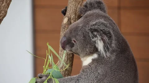 Close-up of koala munching on eucalyptus branches 動画素材 338009188