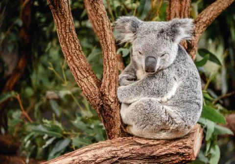 Close up of koala sitting on the tree with copy space Stock Photos