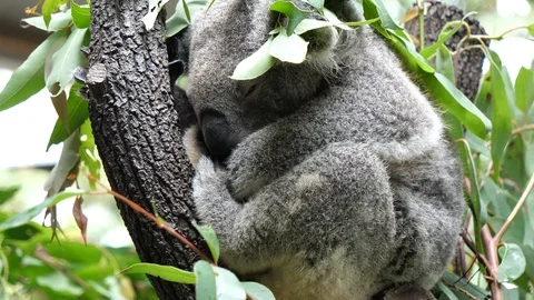 Close up of koala sleeping on tree Stock Footage 98325730