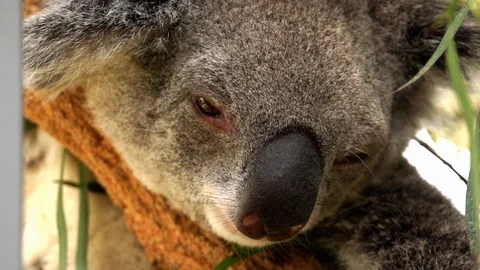 Close up of a Koala in slow motion Stock Footage 104293532