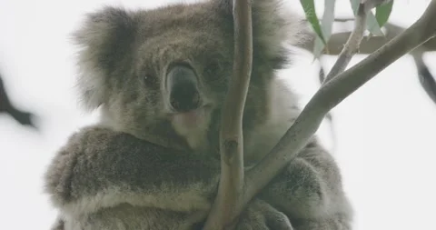 Close Up Of Koala On Tree, 8K Stock Footage 333956073