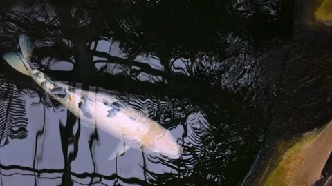 Close up of  koi carp  Stock Footage 270375508